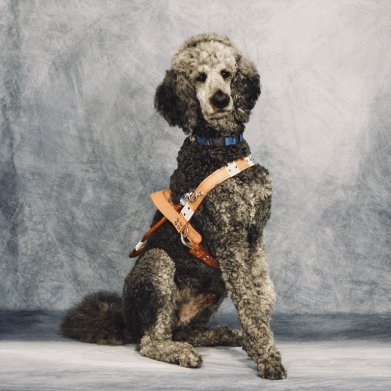 Guide Dogs of the Desert logo